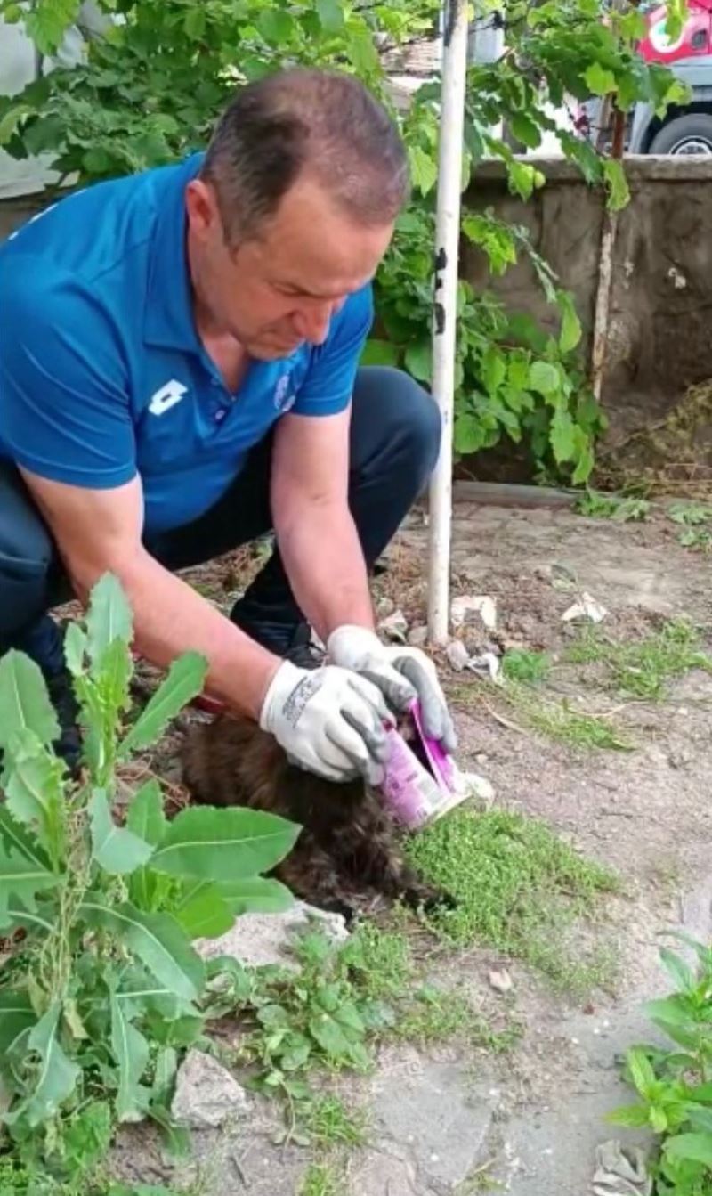 Kafası konserve kutusuna sıkışan kedi kurtarıldı
