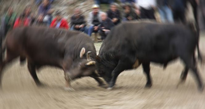 Yemlemek istediği boğanın saldırısına uğrayan kadın öldü