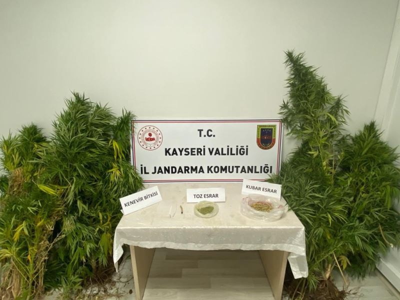 Evinde kenevir yetiştiren şahıs jandarmadan kaçamadı
