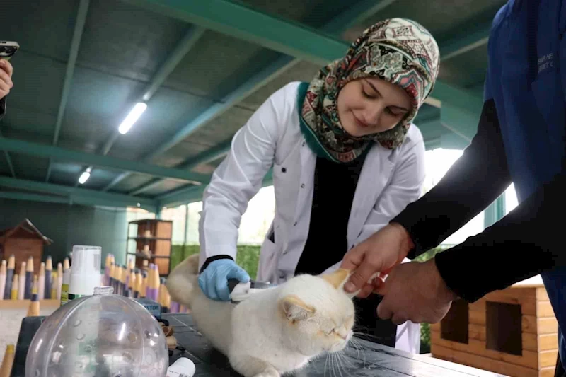 Kedi kasabasının gönüllü veterinerleri
