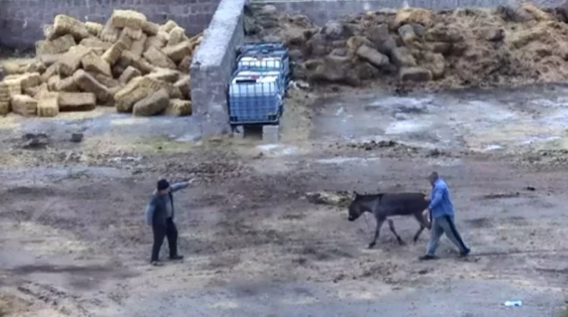 Çiftliği basıp, eşeği bıçaklayarak, atları zehirleyerek öldürdüler
