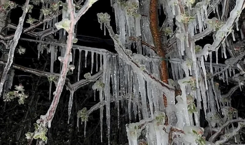 Kayseri’nin ilçelerini don vurdu
