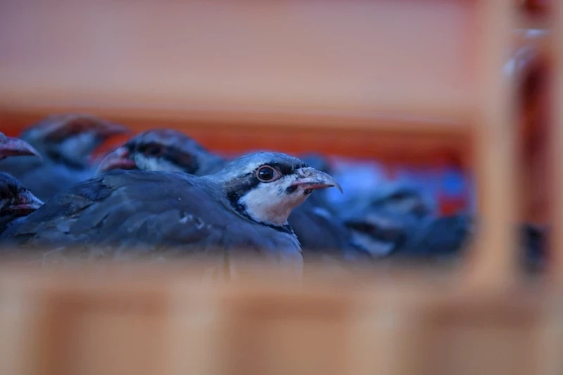 Kayseri’de doğaya keklik salımı yapıldı
