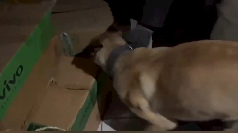 Narkotik köpeği ETA, zehir tacirlerine göz açtırmıyor
