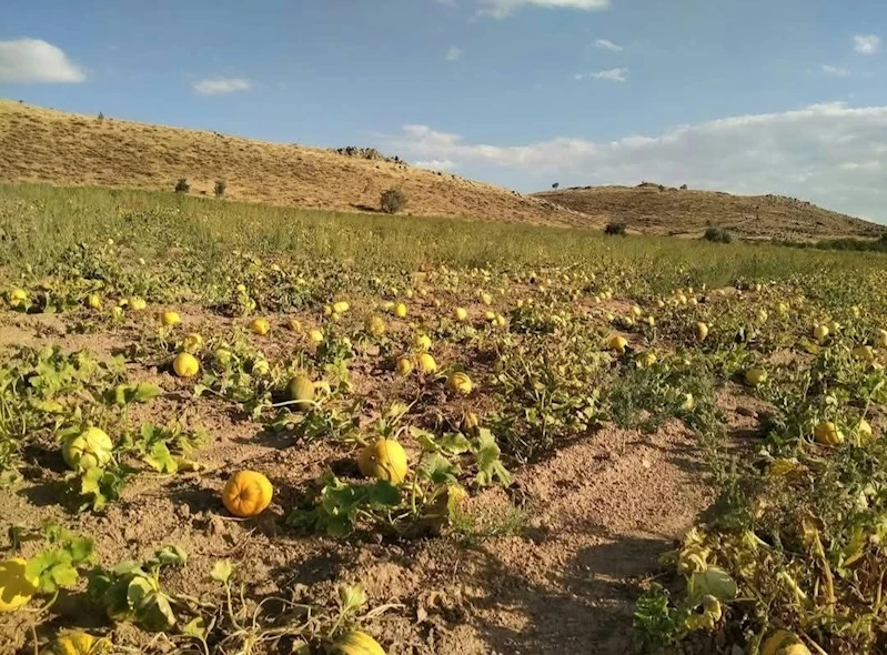 Kabak üreticileri, yağış olmadığı için dertli
