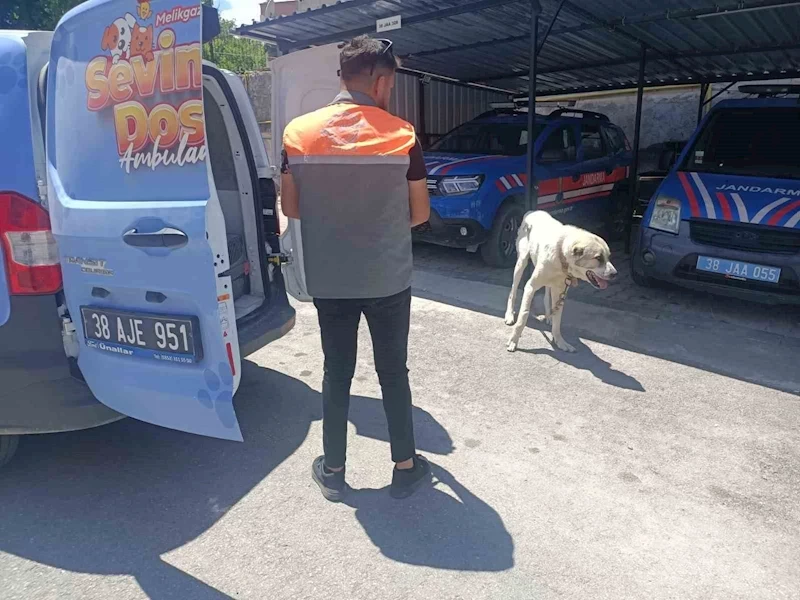Köpeği otomobile bağlayarak çektiren şahsa ceza
