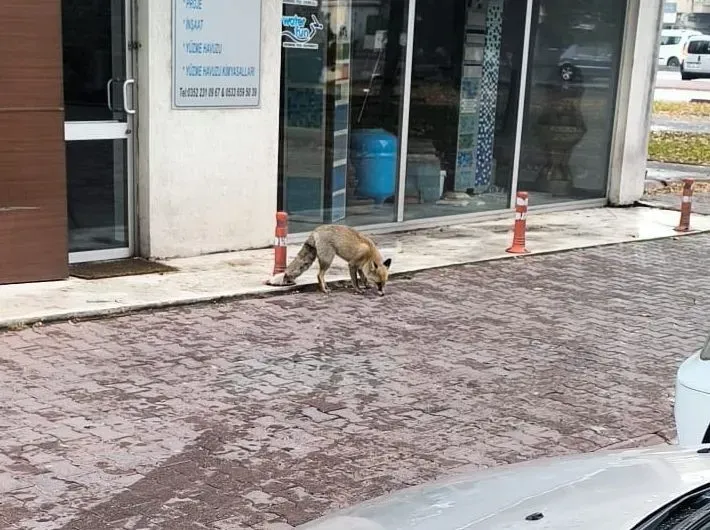 Yiyecek arayan tilki sokağa indi
